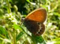 Coenonympha darwiniana